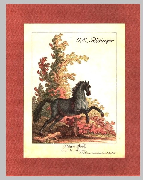 Johann Elias Ridinger. Vorstellung der Pferde nach ihren Hauptfarben und derselben verschiedenen Abt